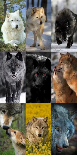 Unduh Wolf Wallpaper HD Terbaru – Gambar Serigala Keren Gratis - Screenshot 13