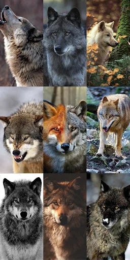 Unduh Wolf Wallpaper HD Terbaru – Gambar Serigala Keren Gratis - Screenshot 14