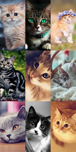 Download Cute Cat Wallpapers Terbaru – Wallpaper Kucing Lucu Gratis - Screenshot 8