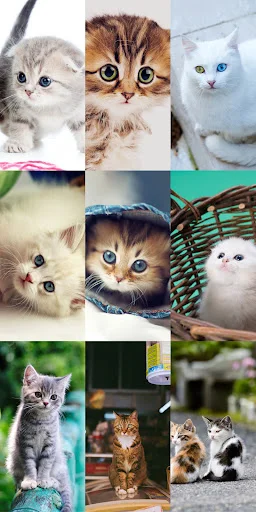 Download Cute Cat Wallpapers Terbaru – Wallpaper Kucing Lucu Gratis - Screenshot 19