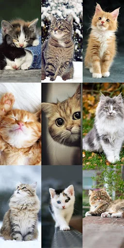 Download Cute Cat Wallpapers Terbaru – Wallpaper Kucing Lucu Gratis - Screenshot 5
