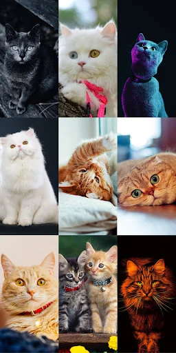 Download Cute Cat Wallpapers Terbaru – Wallpaper Kucing Lucu Gratis - Screenshot 6